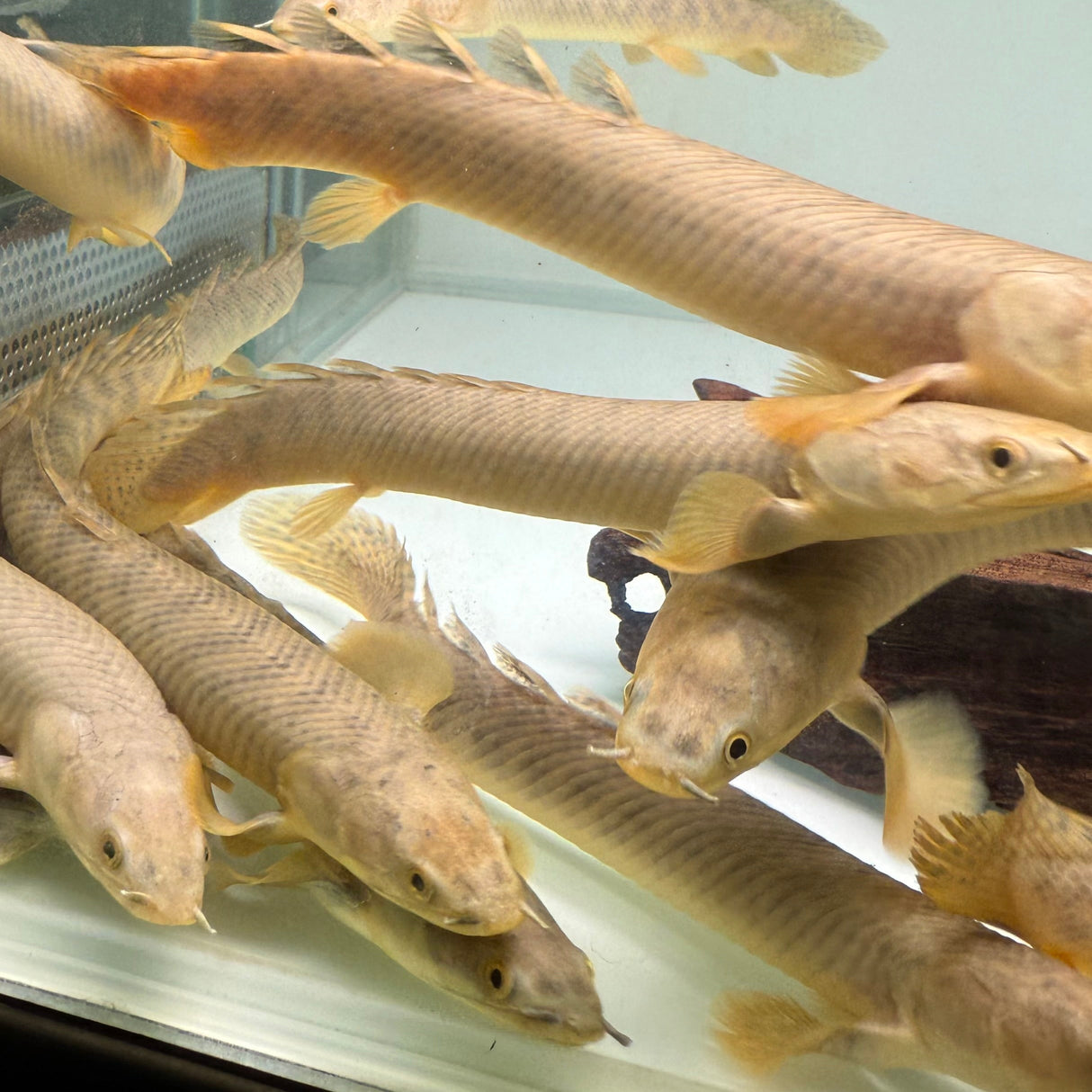 Palmas Bichir - The Aquascape Shop