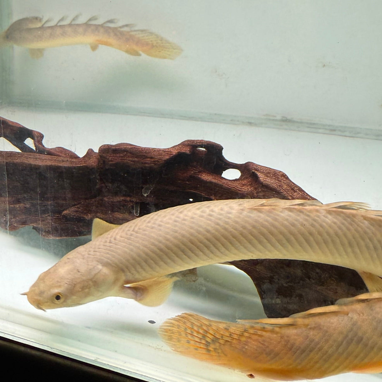 Palmas Bichir - The Aquascape Shop