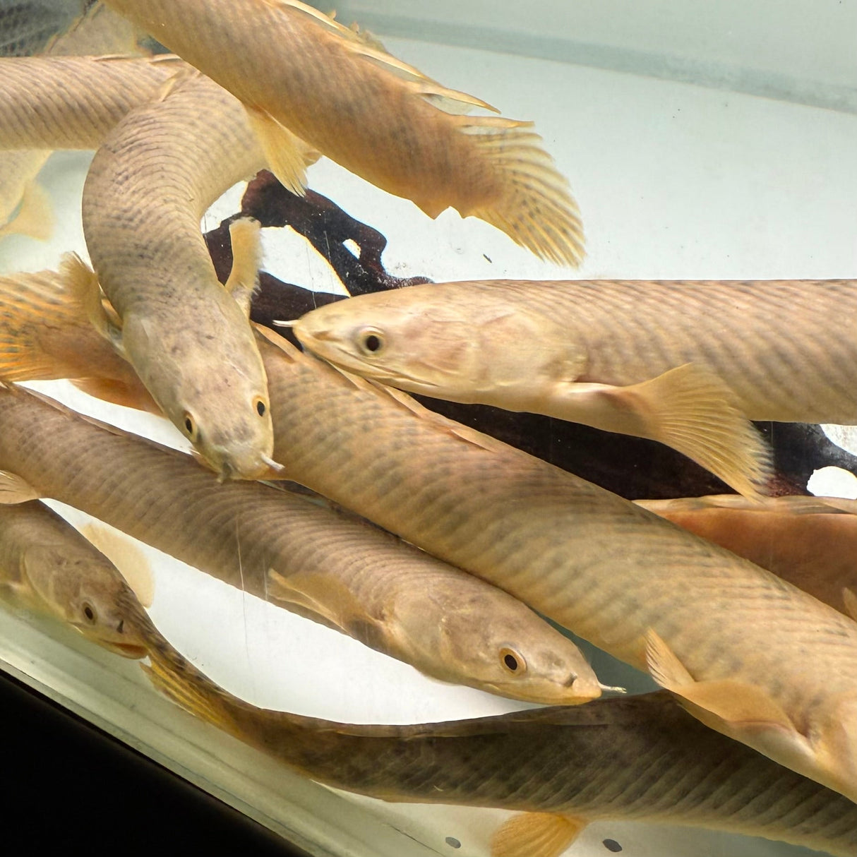 Palmas Bichir - The Aquascape Shop