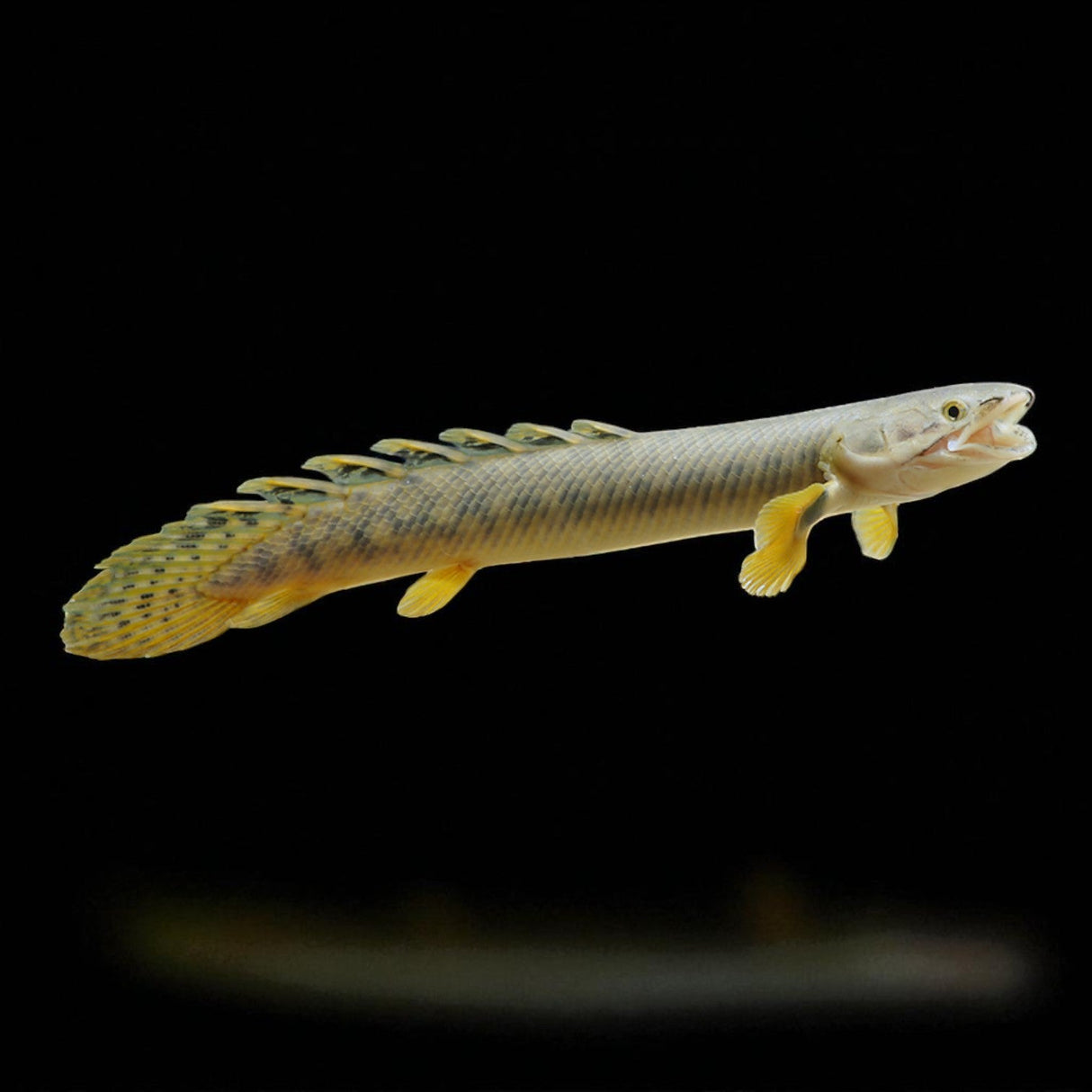 Palmas Bichir - The Aquascape Shop