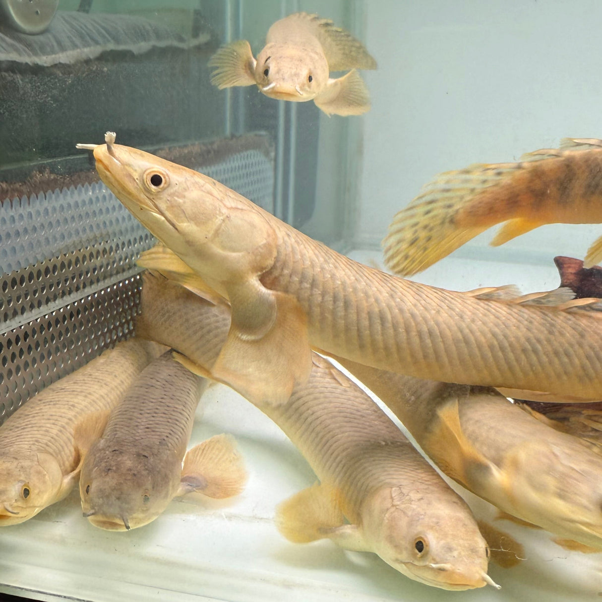 Palmas Bichir - The Aquascape Shop