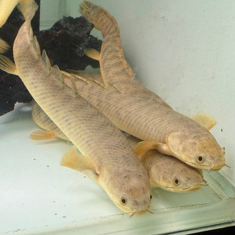 Palmas Bichir - The Aquascape Shop