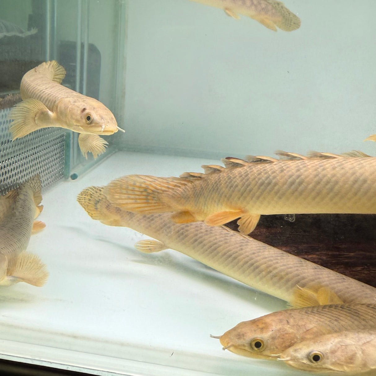 Palmas Bichir - The Aquascape Shop