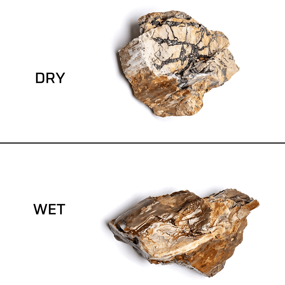 Petrified Wood Stone - The Aquascape Shop