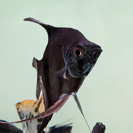 Pinoy Angelfish - The Aquascape Shop