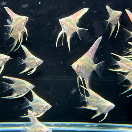 Platinum Marble Angel Fish - The Aquascape Shop