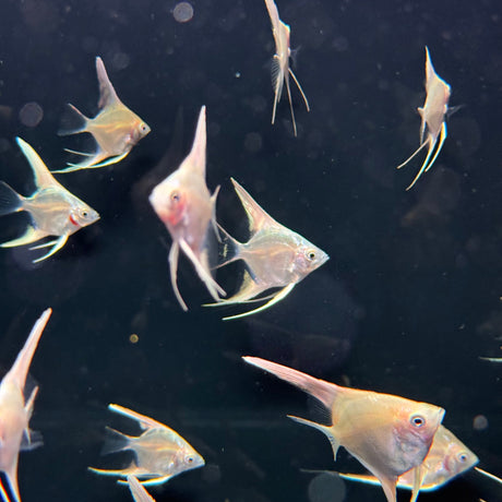 Platinum Marble Angel Fish - The Aquascape Shop