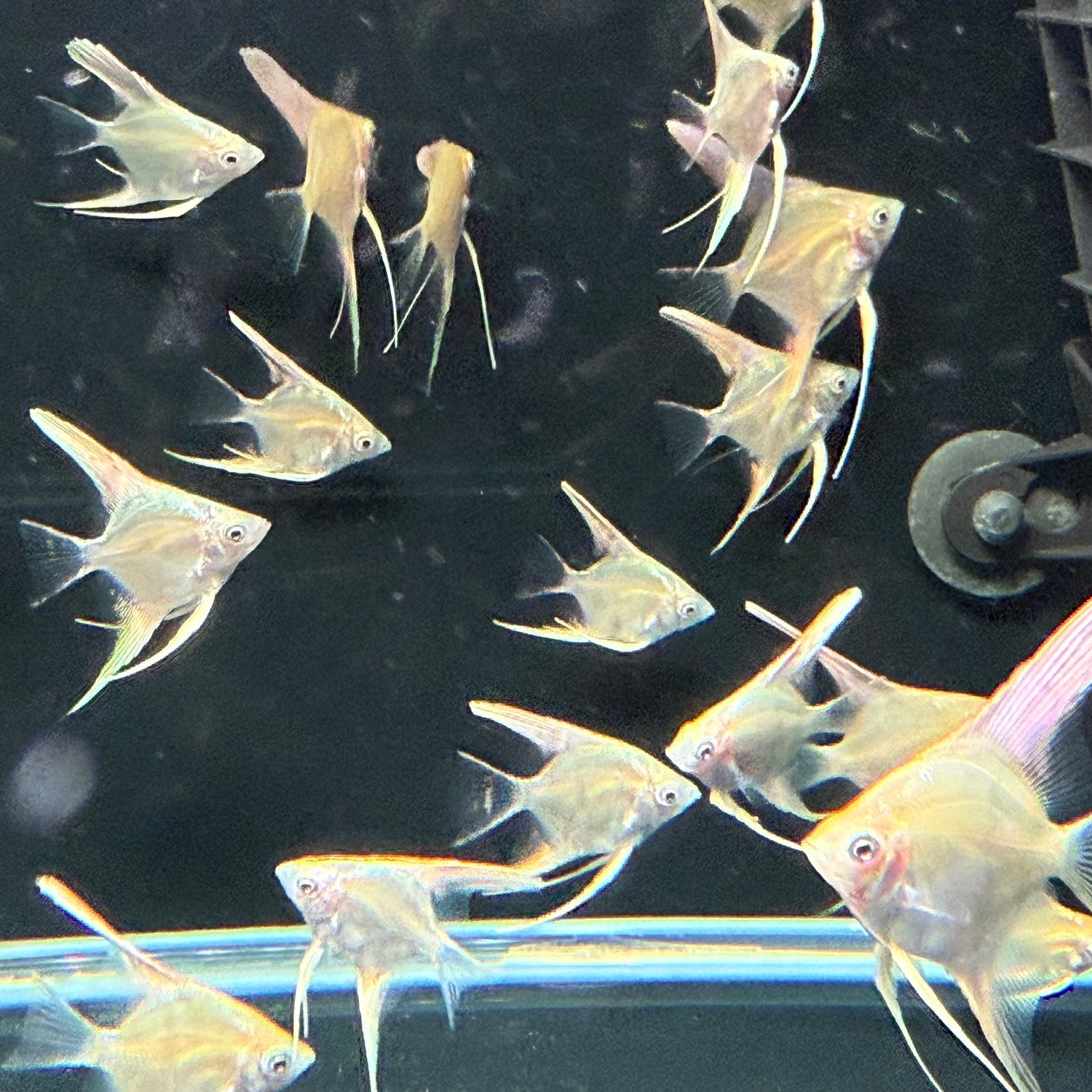 Platinum Marble Angel Fish - The Aquascape Shop