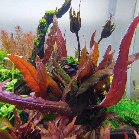 Red Barclaya Longifolia (Rare) - The Aquascape Shop