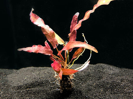 Red Barclaya Longifolia (Rare) - The Aquascape Shop