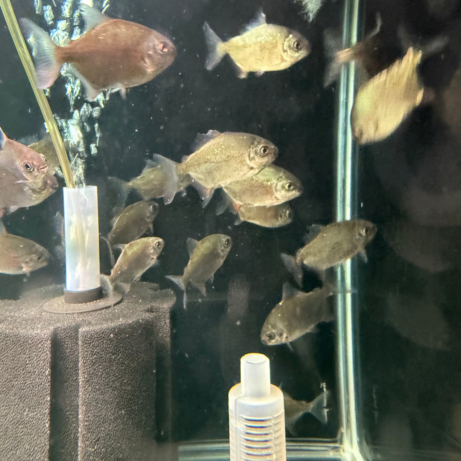 Redhook Myleus - The Aquascape Shop
