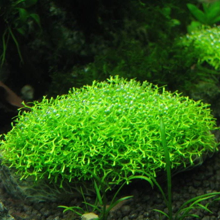 Riccia Fluitans (Floating Crystalwort) - The Aquascape Shop