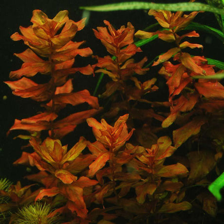 Rotala Macrandra - The Aquascape Shop