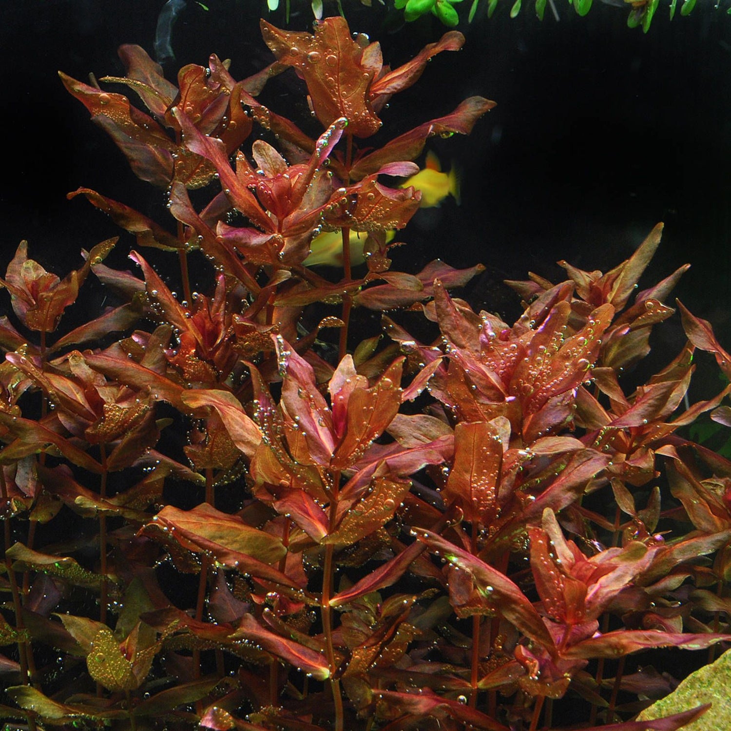 Rotala Macrandra - The Aquascape Shop