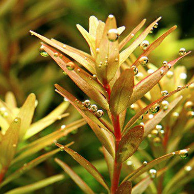 Rotala Rotundifolia - The Aquascape Shop