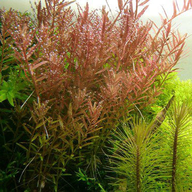Rotala Rotundifolia - The Aquascape Shop