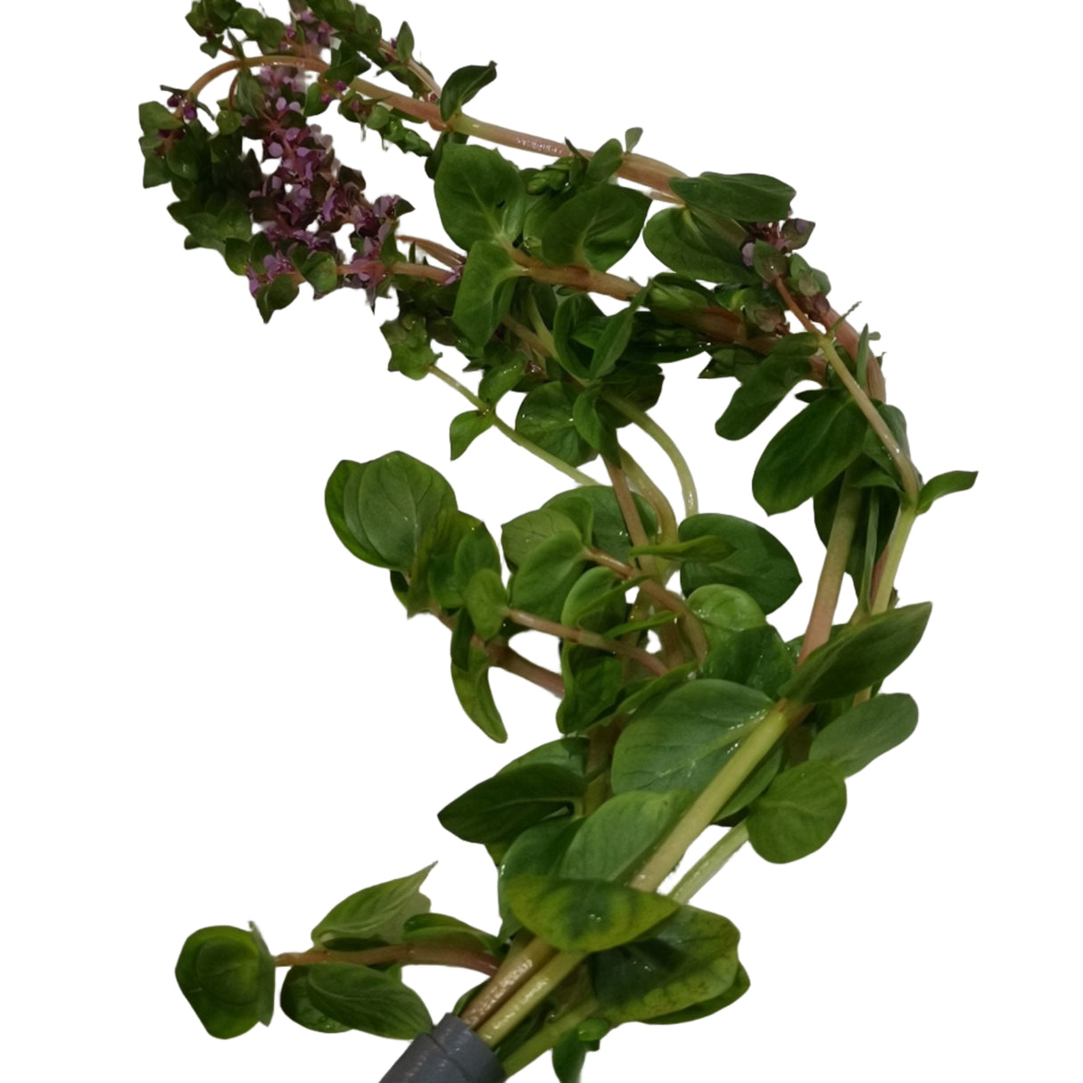 Rotala Rotundifolia - The Aquascape Shop