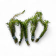 Rotala Wallichi (Red Pine) - The Aquascape Shop