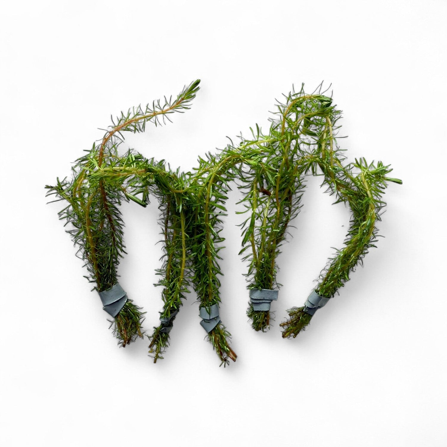 Rotala Wallichi (Red Pine) - The Aquascape Shop