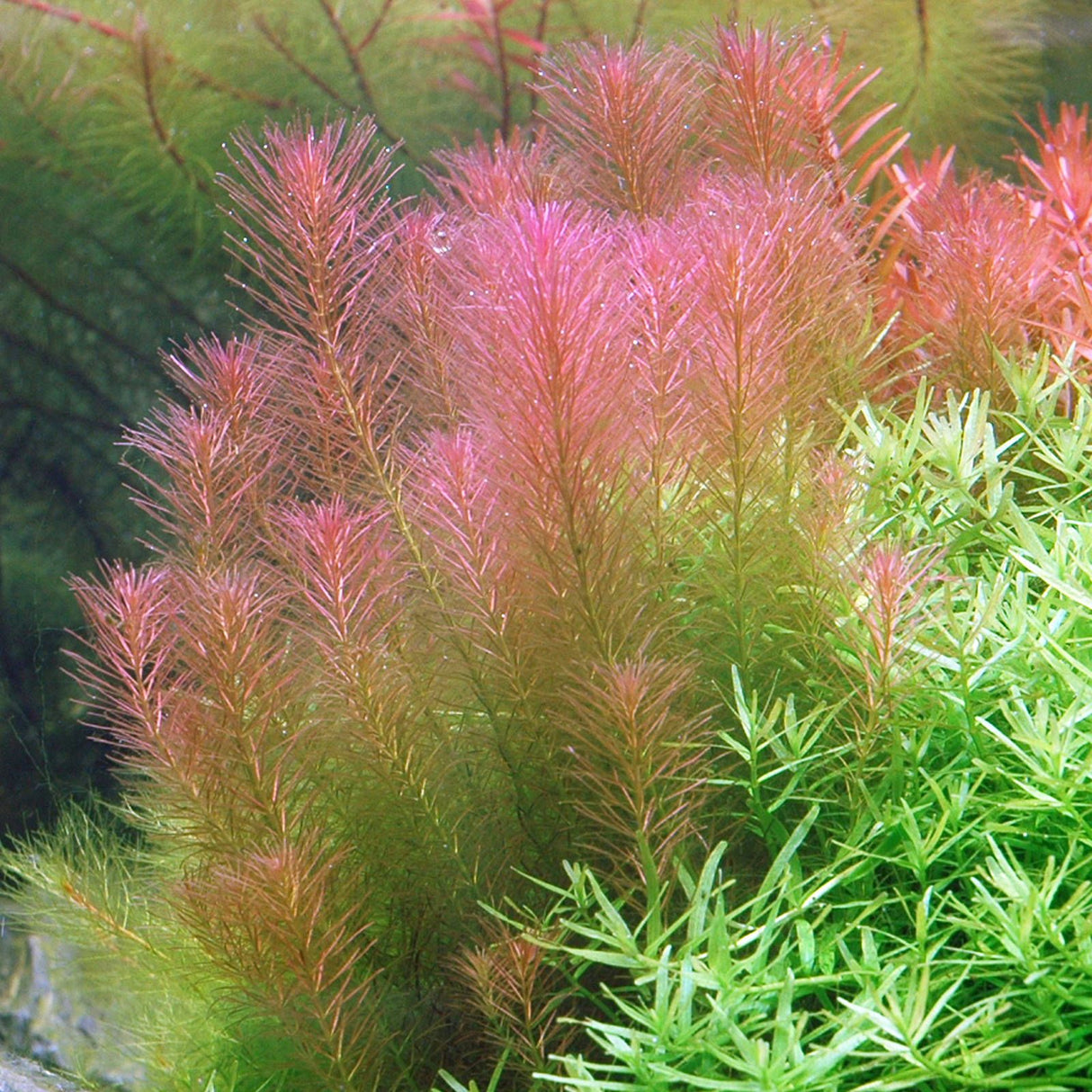 Rotala Wallichi (Red Pine) - The Aquascape Shop