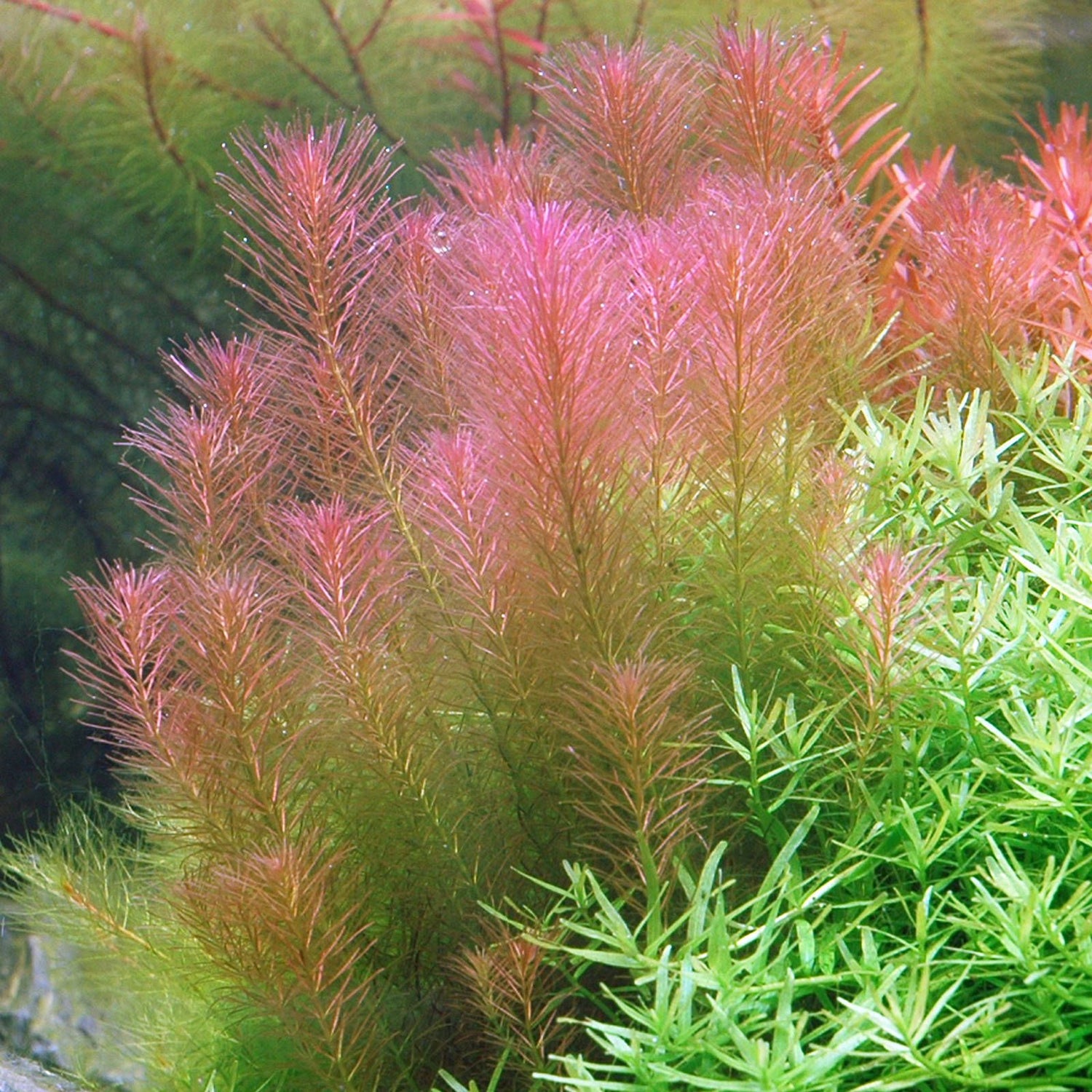 Rotala Wallichi (Red Pine) - The Aquascape Shop