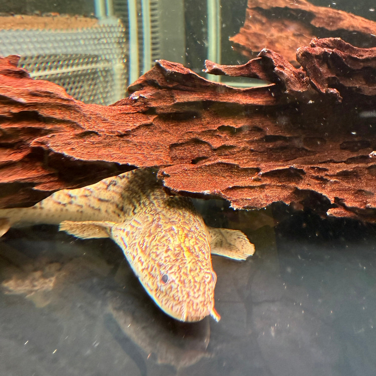 Royal Delhezi Bichir - The Aquascape Shop