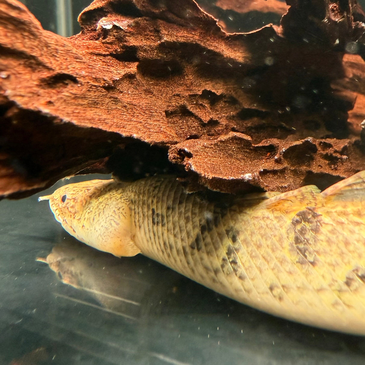 Royal Delhezi Bichir - The Aquascape Shop