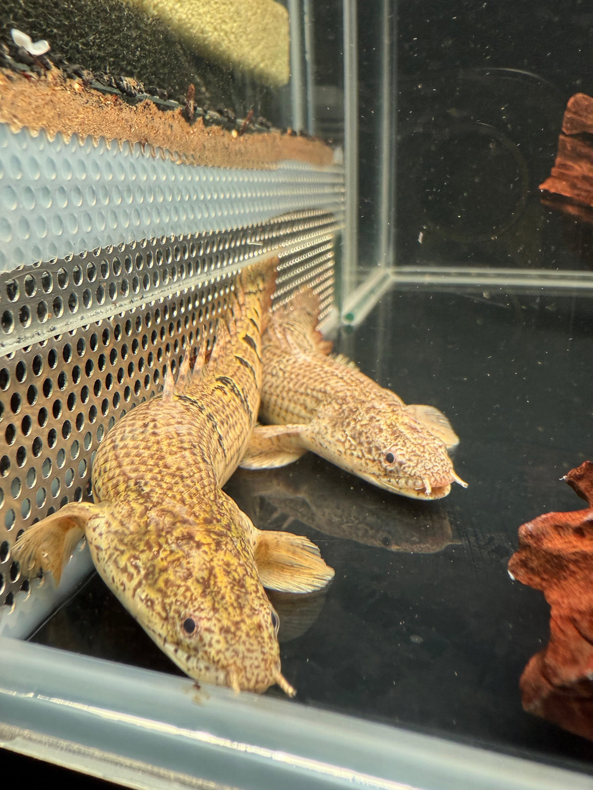 Royal Delhezi Bichir - The Aquascape Shop