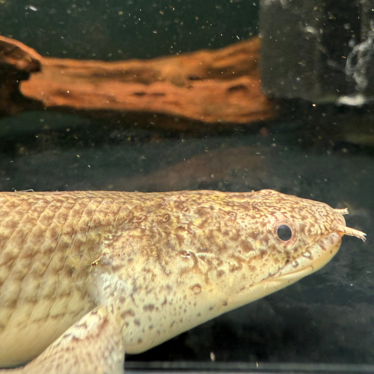Royal Delhezi Bichir - The Aquascape Shop