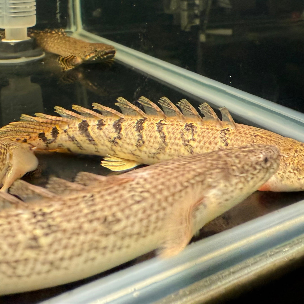 Royal Delhezi Bichir - The Aquascape Shop