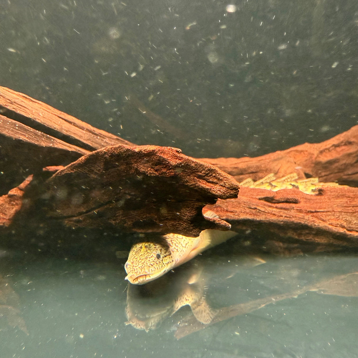 Royal Delhezi Bichir - The Aquascape Shop