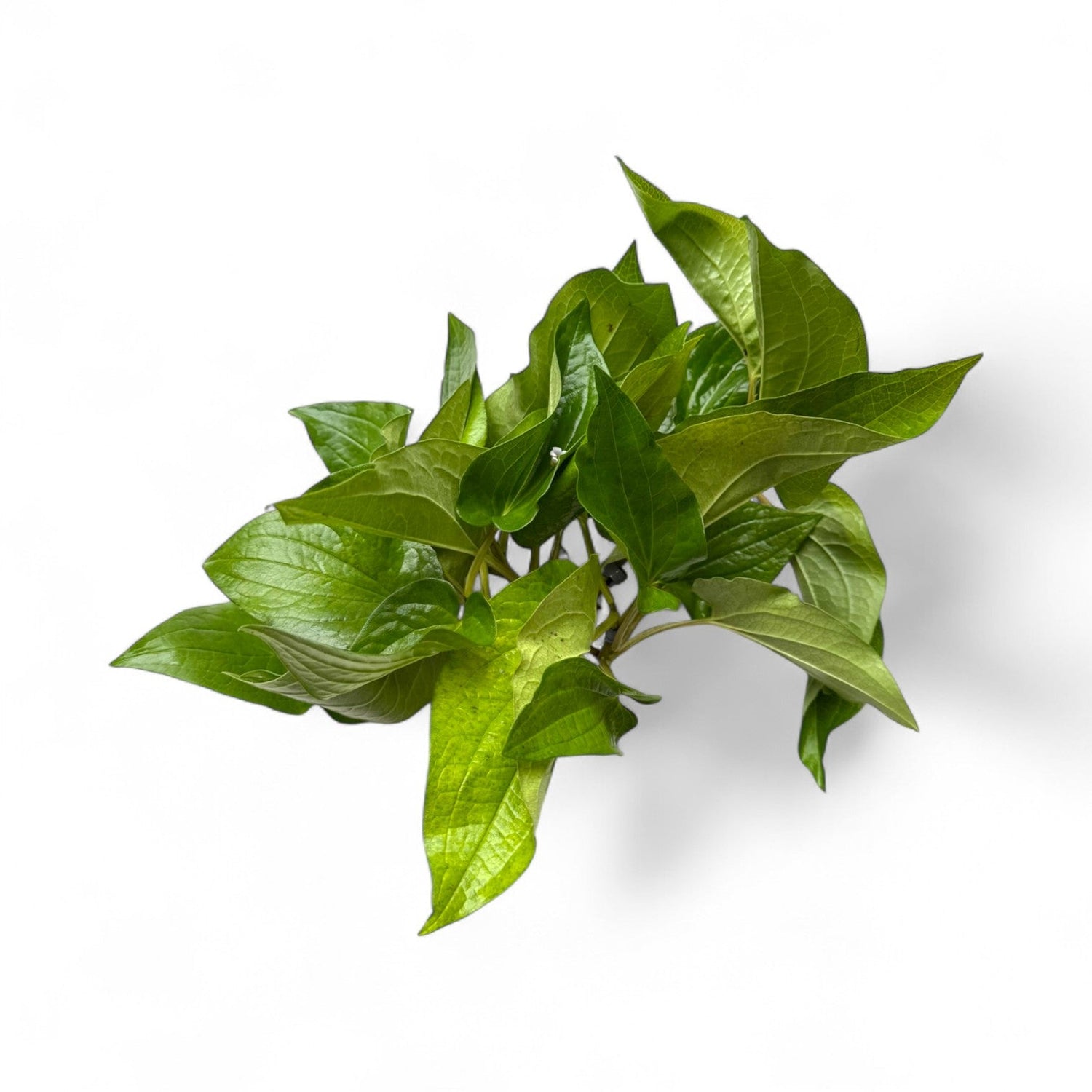 Saururus Cernuus (Mouse Ear/Lizard's Tail) - The Aquascape Shop