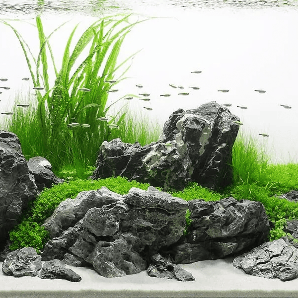 Seiryu Stone - The Aquascape Shop