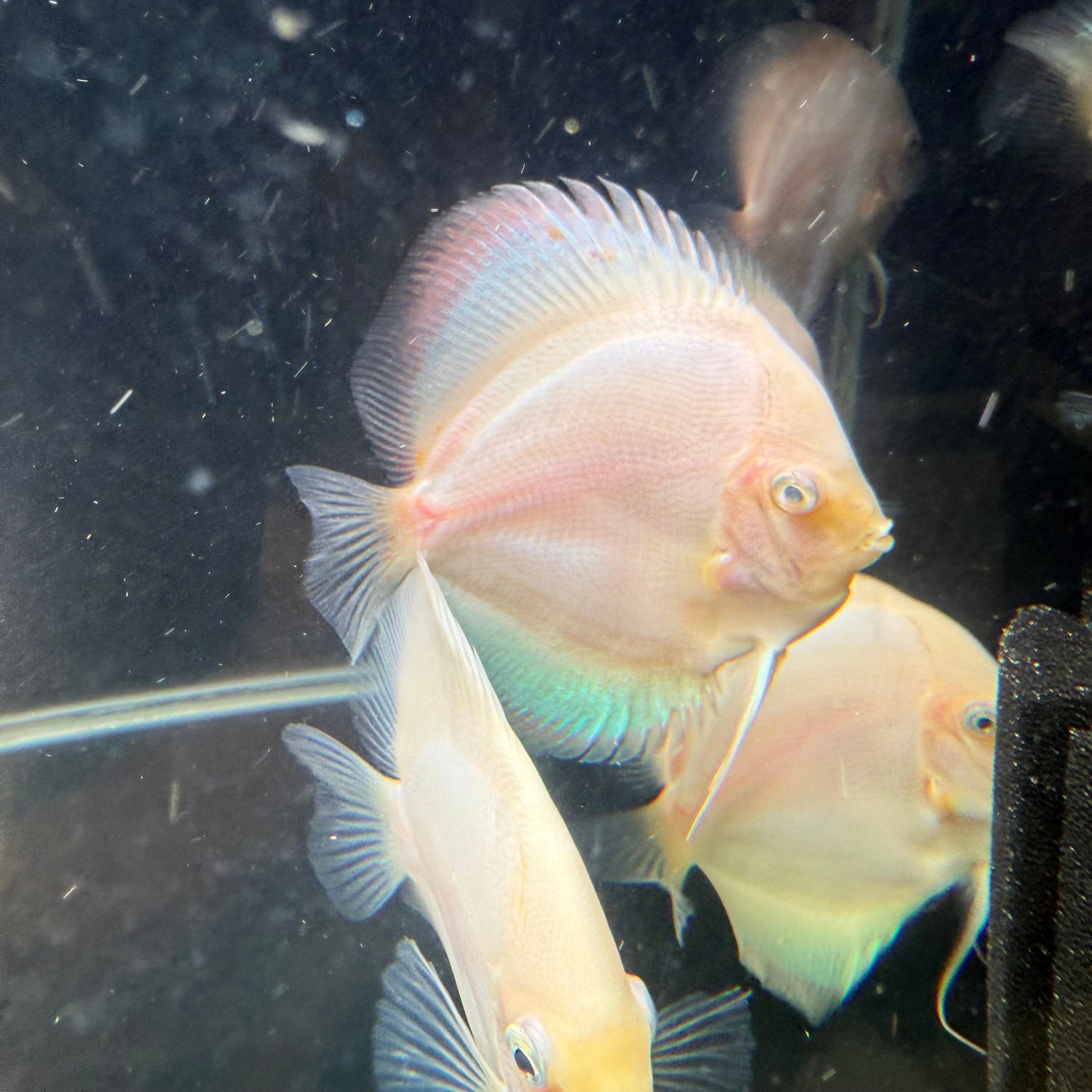 Snow White Discus - The Aquascape Shop