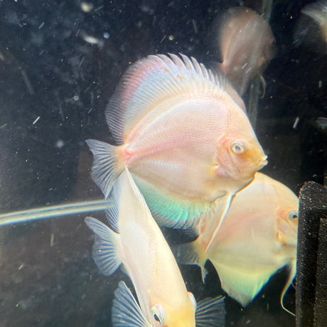 Snow White Discus - The Aquascape Shop