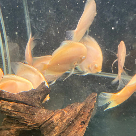 Snow White Discus - The Aquascape Shop