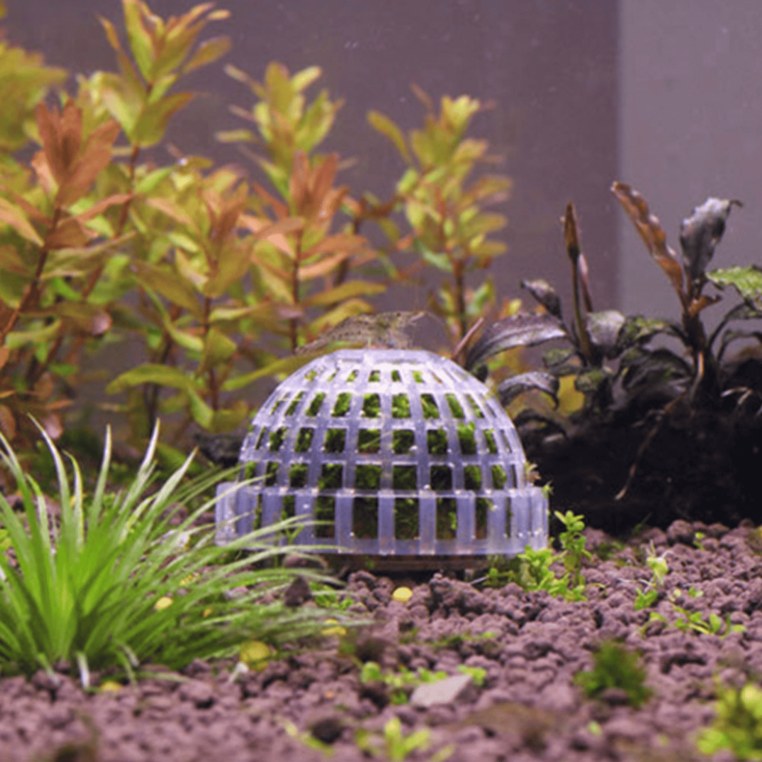 Submerged Moss Ball Holder - The Aquascape Shop