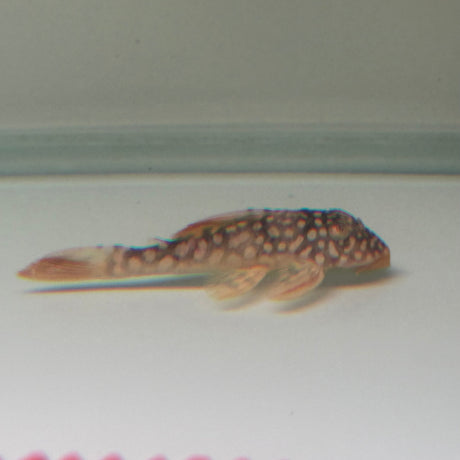 Sunshine Pleco (L014) - The Aquascape Shop