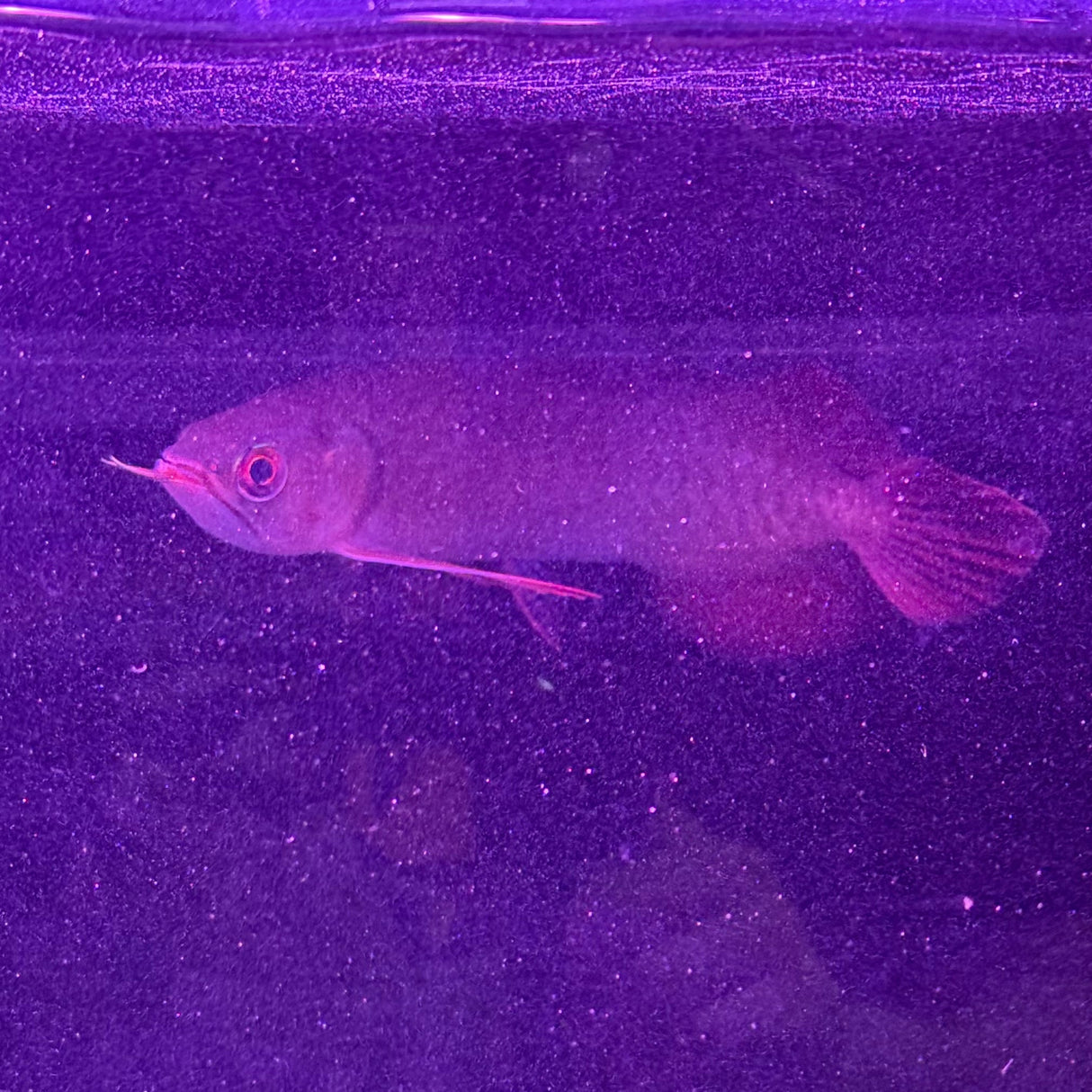 Super Blood Red Asian Arowana - The Aquascape Shop