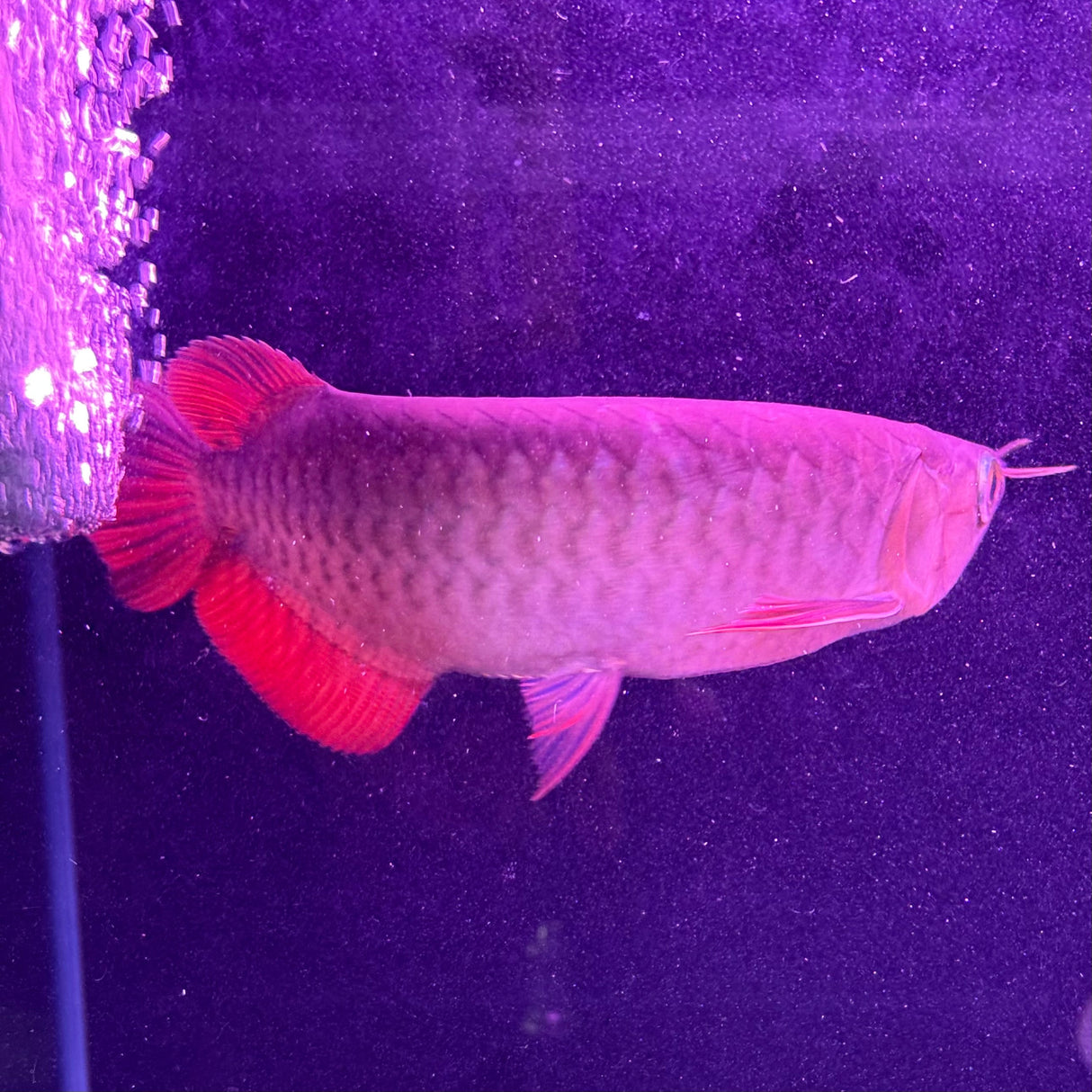Super Blood Red Asian Arowana - The Aquascape Shop