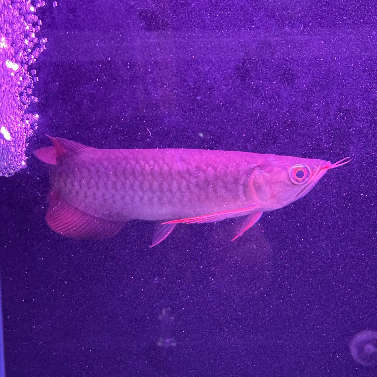 Super Blood Red Asian Arowana - The Aquascape Shop