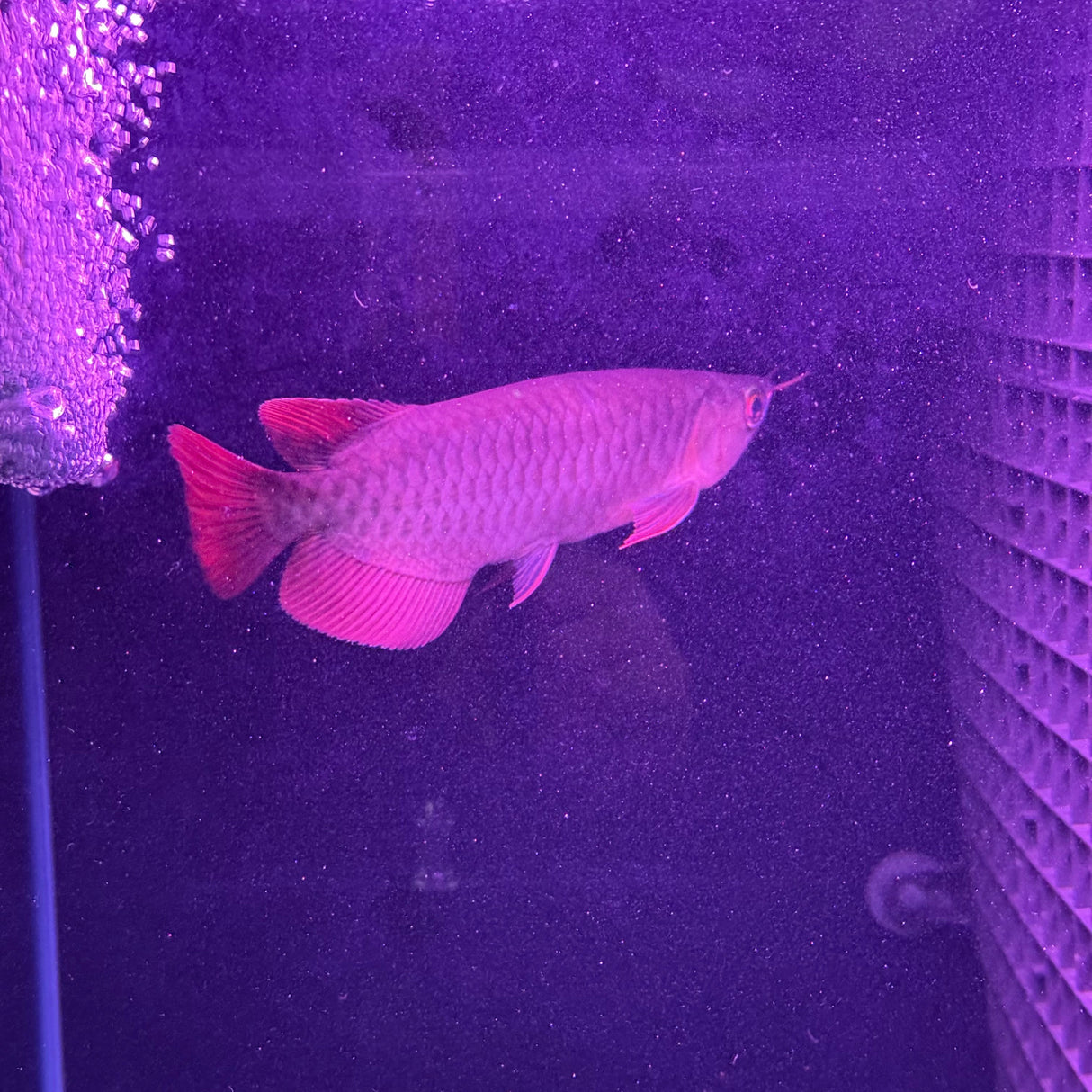 Super Blood Red Asian Arowana - The Aquascape Shop