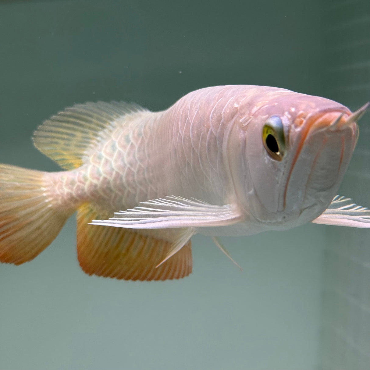 Super Highback RTG Arowana - The Aquascape Shop