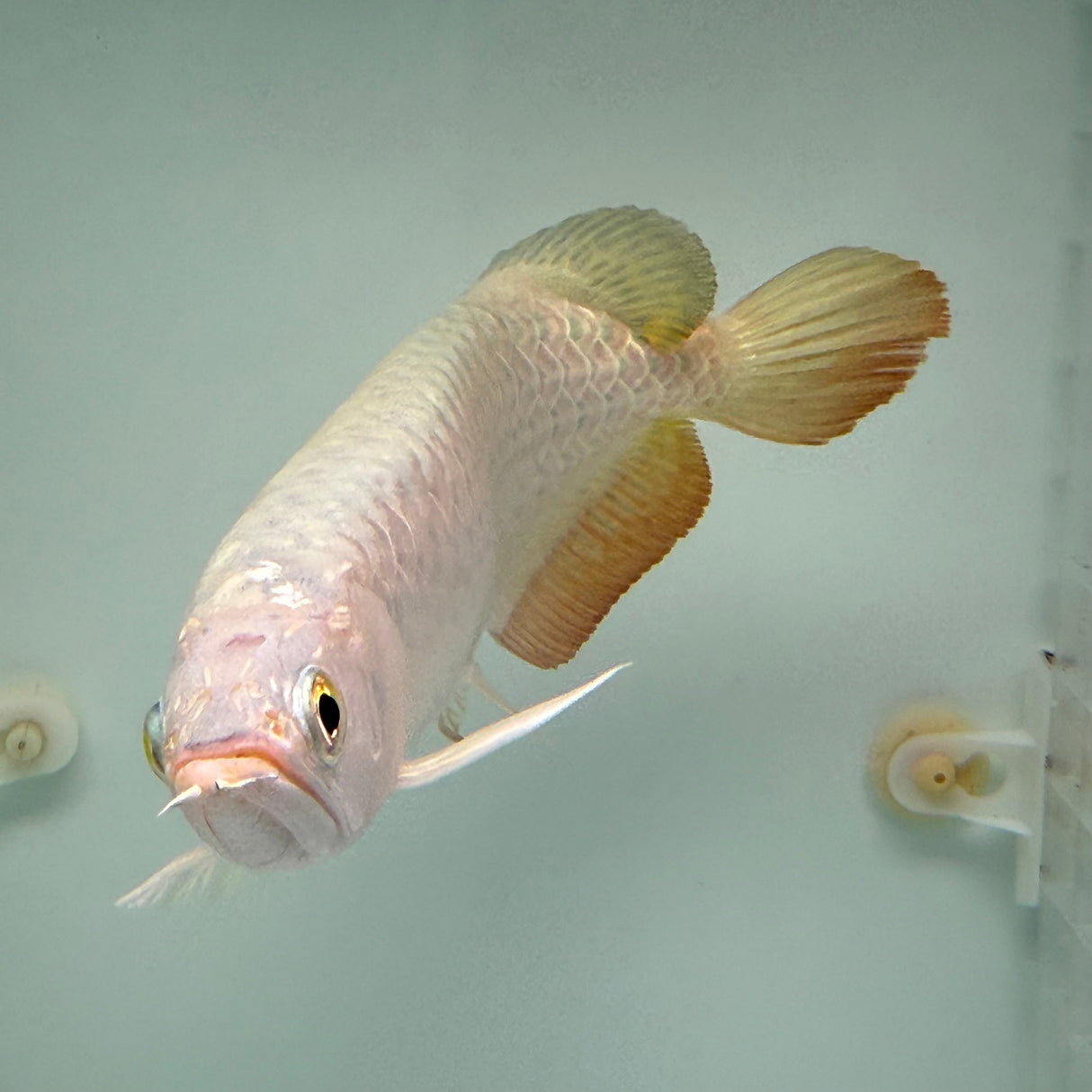 Super Highback RTG Arowana - The Aquascape Shop