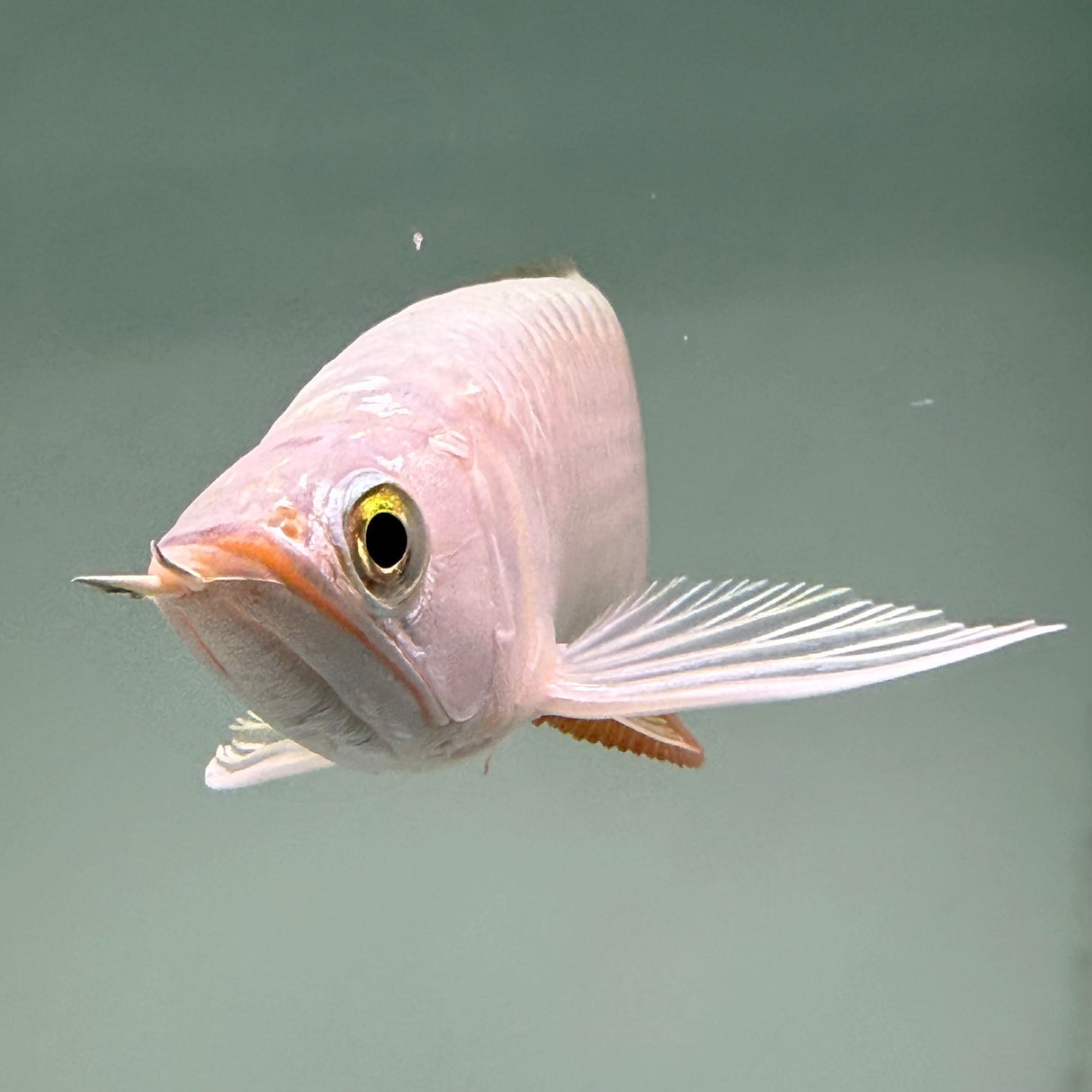 Super Highback RTG Arowana - The Aquascape Shop