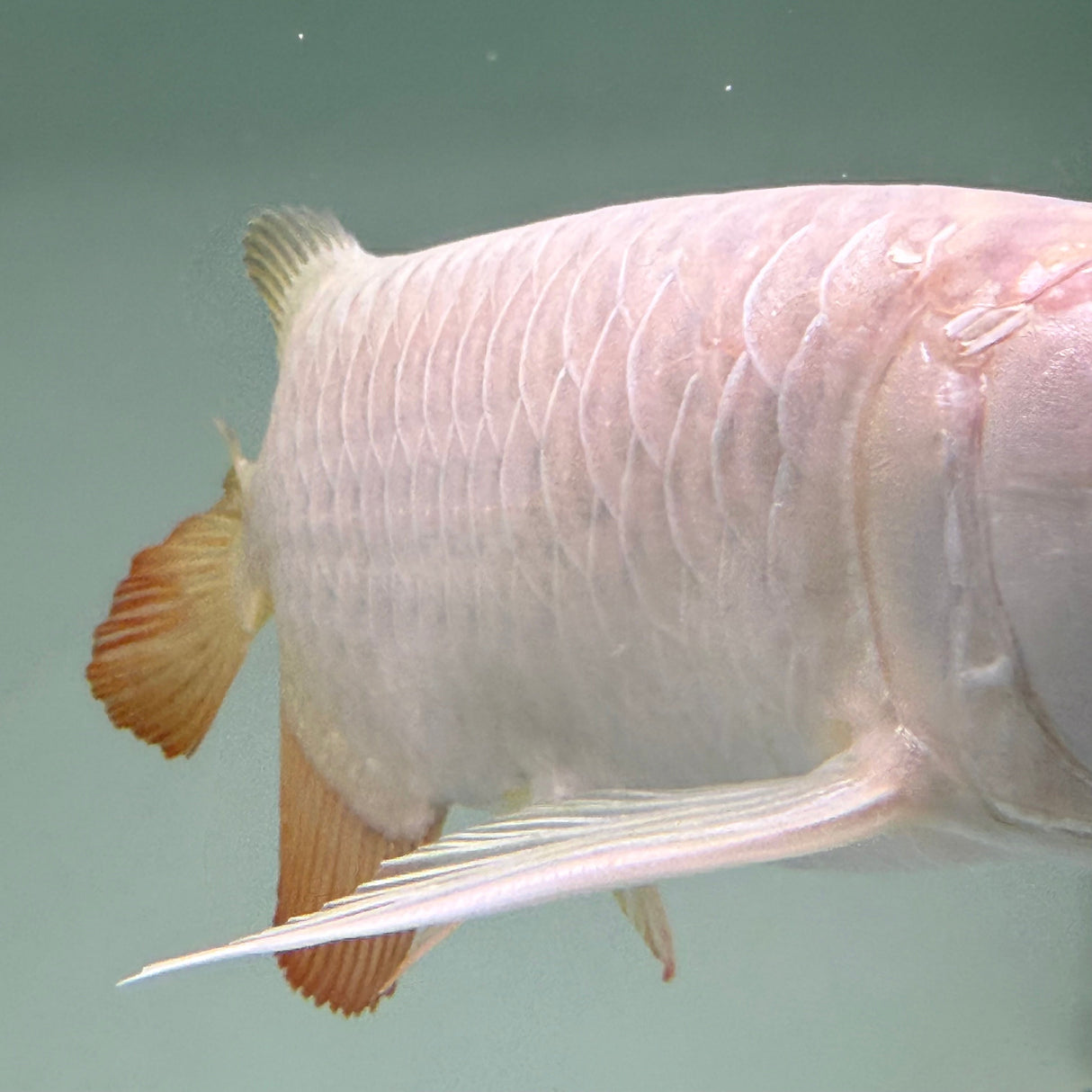 Super Highback RTG Arowana - The Aquascape Shop