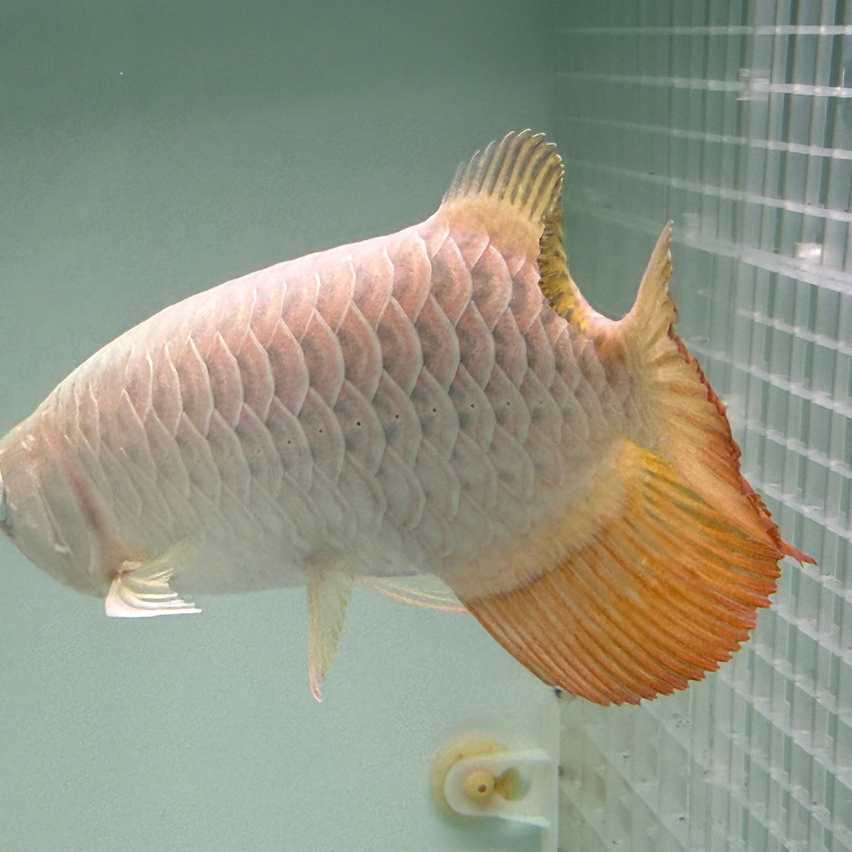 Super Highback RTG Arowana - The Aquascape Shop