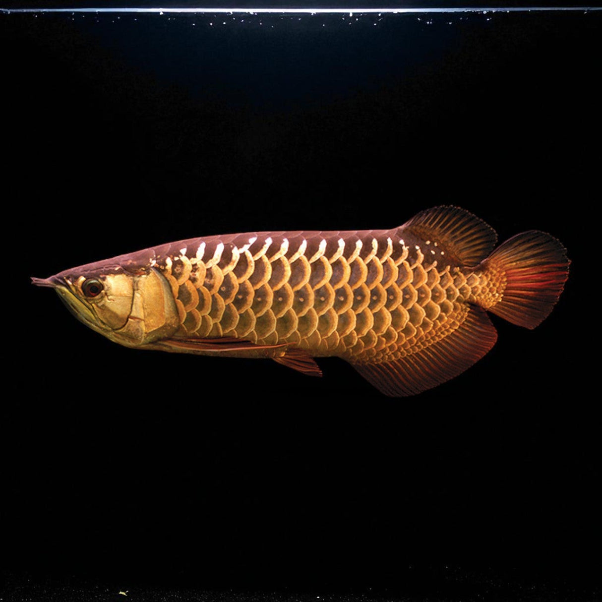 Super Highback RTG Arowana - The Aquascape Shop