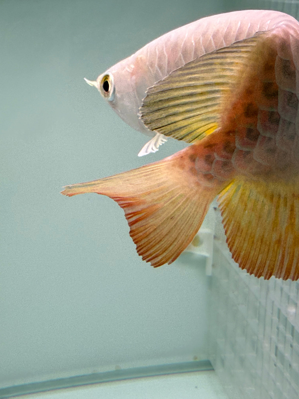 Super Highback RTG Arowana - The Aquascape Shop