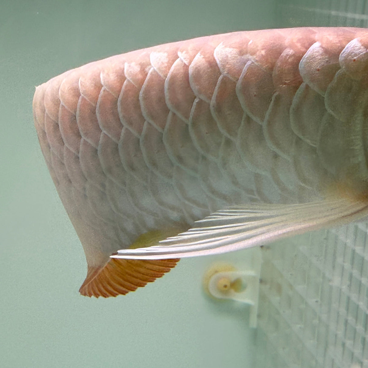 Super Highback RTG Arowana - The Aquascape Shop